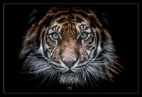 /album/fenykepgaleria/tiger1-jpg/
