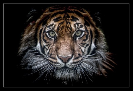 Eyes of the Tiger